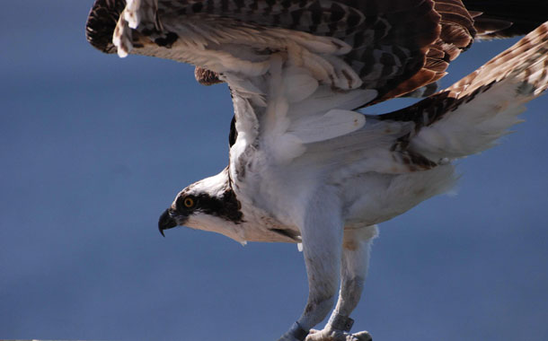 Osprey